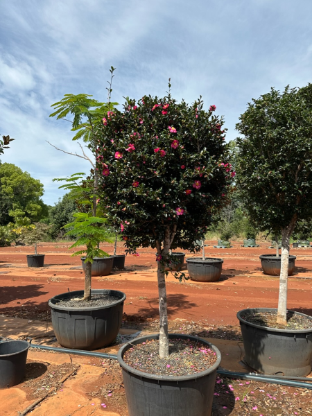 Camellia Hiemalis ‘Hiryu’ (Hiryu Sasanqua Camellia)