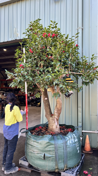 Camellia Japonica (Japanese Camellia)