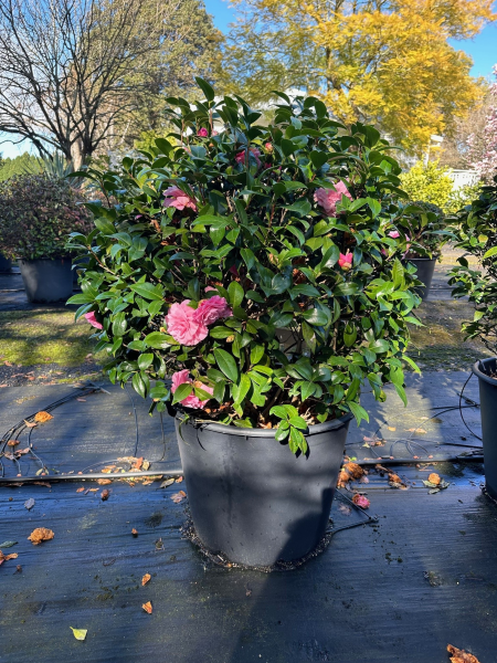 Camellia Japonica ‘Betty Ridley’ (Betty Ridley Camellia Balls)