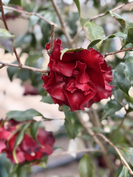 Camellia Japonica ‘Black Magic’