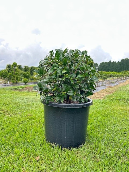 Camellia Japonica ‘Man Size’ (Man Size Camellia Balls)