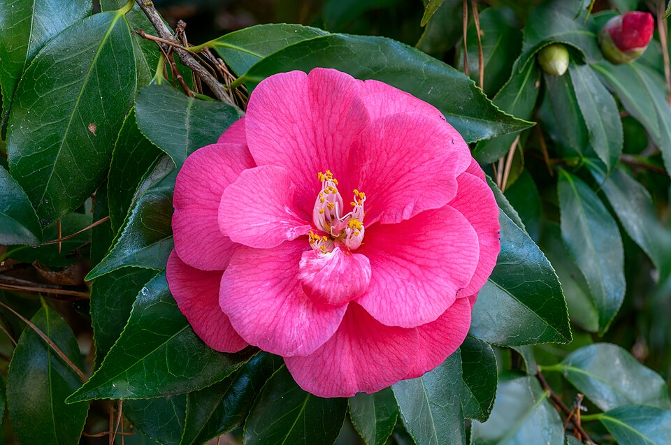 Camellia japonica ‘Ace of Hearts’ (Japanese Camellia)