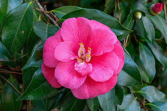 Camellia japonica ‘Ace of Hearts’ (Japanese Camellia)