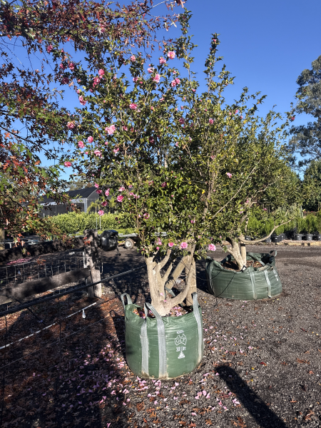 Camellia Sasanqua (Sasanqua Camellia)