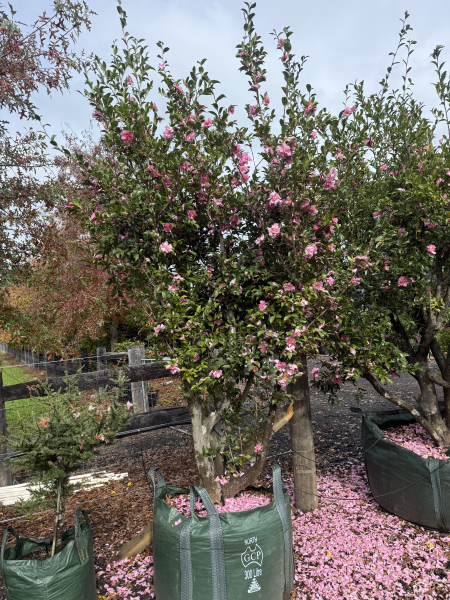 Camellia Sasanqua (Sasanqua Camellia)