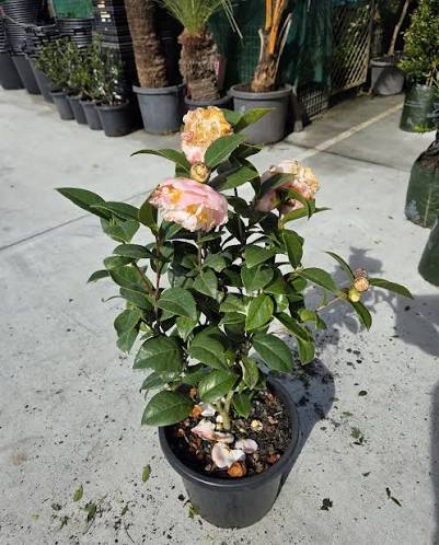 Camellia japonica ‘Erin Farmer’ (Camellia)