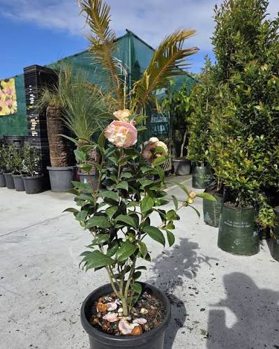 Camellia japonica ‘Erin Farmer’ (Camellia)