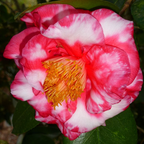 Camellia japonica ‘RL Wheeler Variegata’