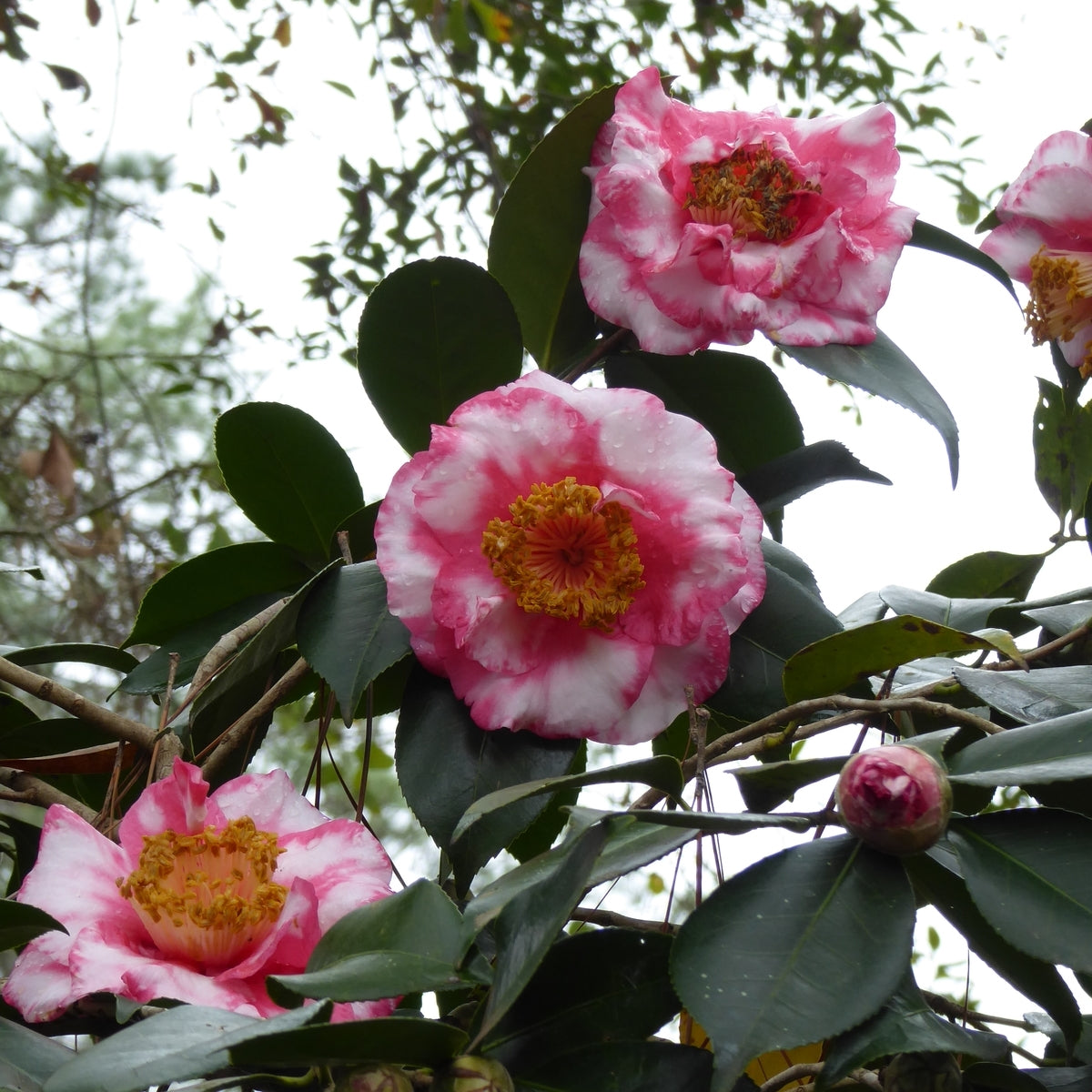 Camellia japonica ‘RL Wheeler Variegata’