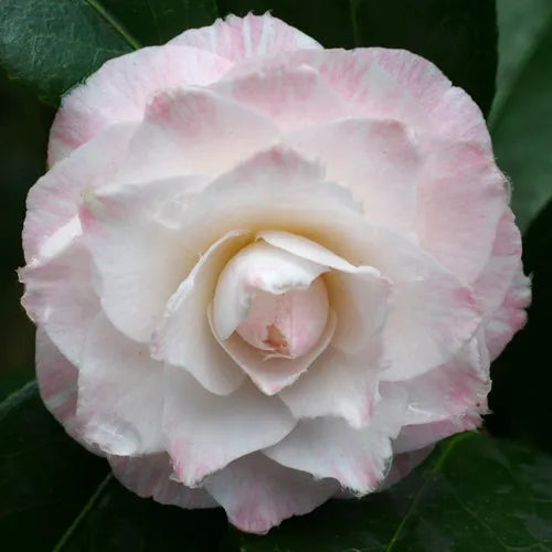 Camellia Japonica ‘Tammia’ (Tammia Camellia)