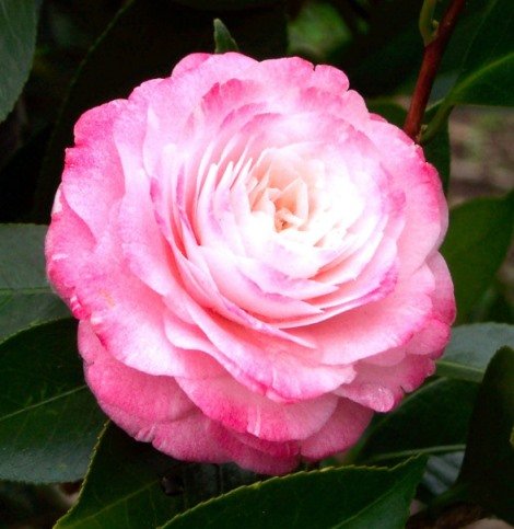Camellia Japonica ‘Tammia’ (Tammia Camellia)