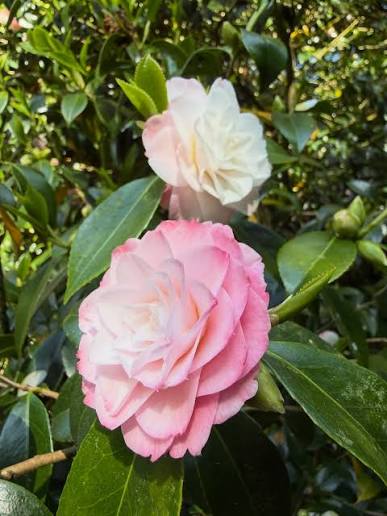Camellia Japonica ‘Tammia’ (Tammia Camellia)