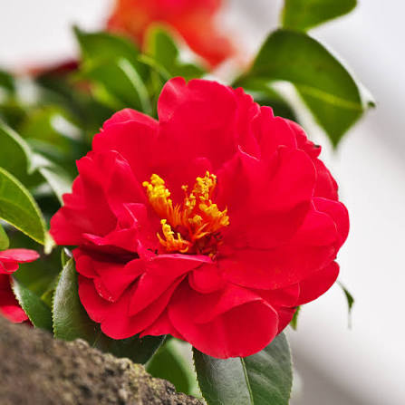Camellia Japonica ‘Wildfire’ (Wildfire Camellia)