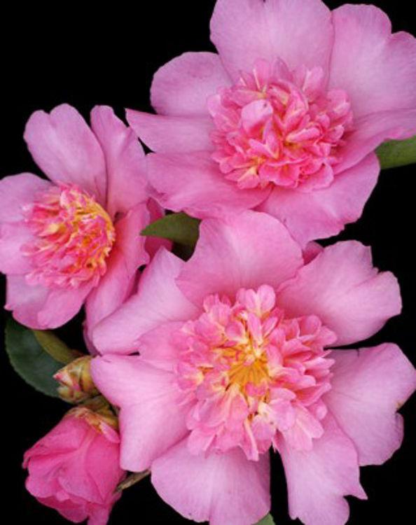 Camellia sasanqua 'Paradise Olivia' (Paradise Olivia Camellia)