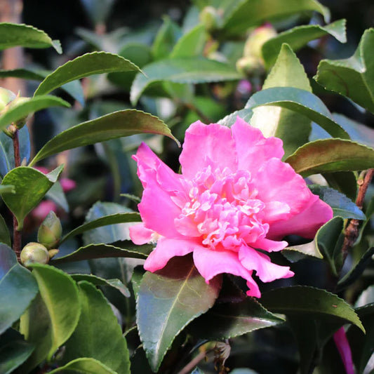 Camellia sasanqua ‘Cherilyn’ (Camellia)