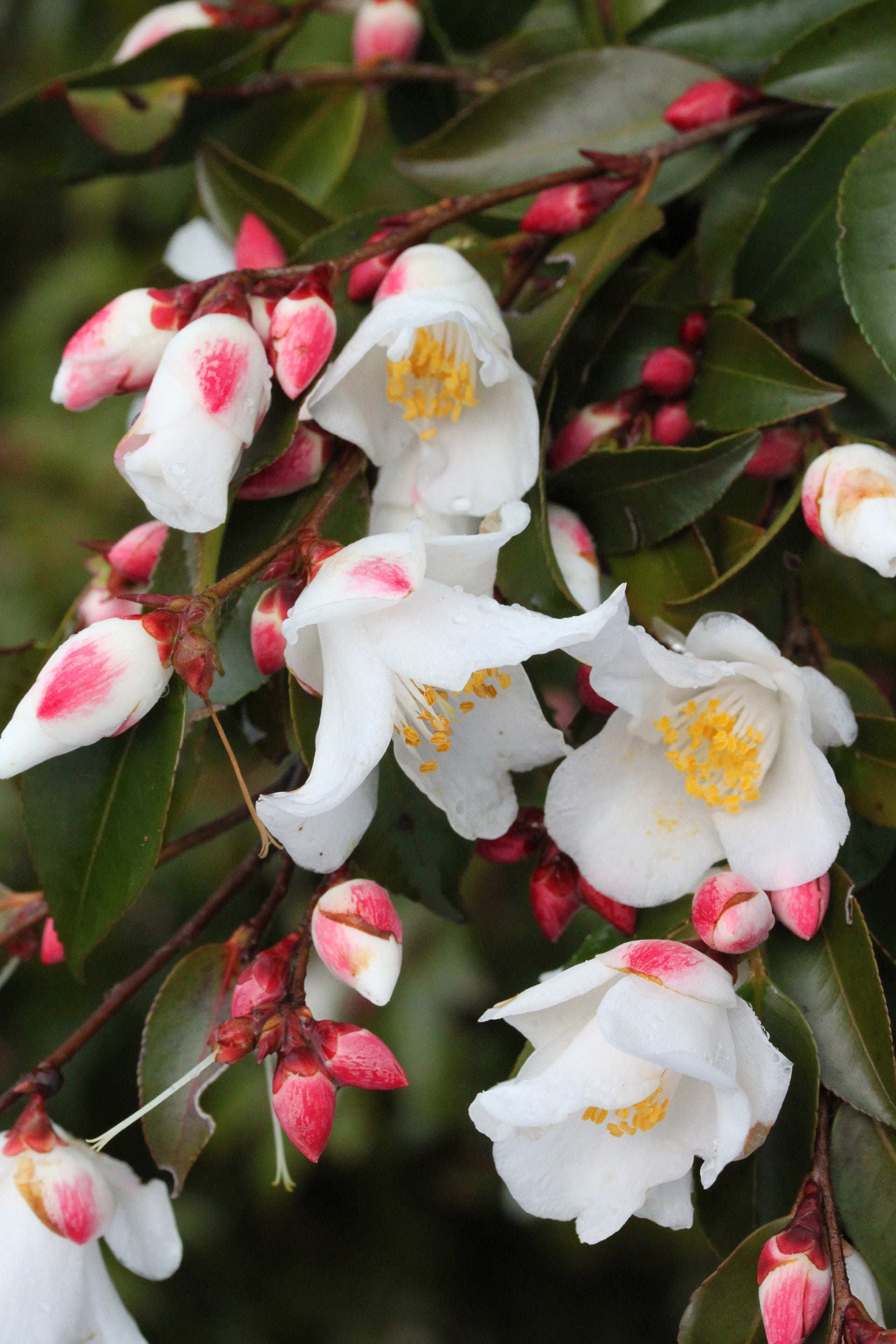 Camellia transnokoensis