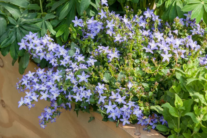 Campanula Poscharskyana (Blue Bellflower)