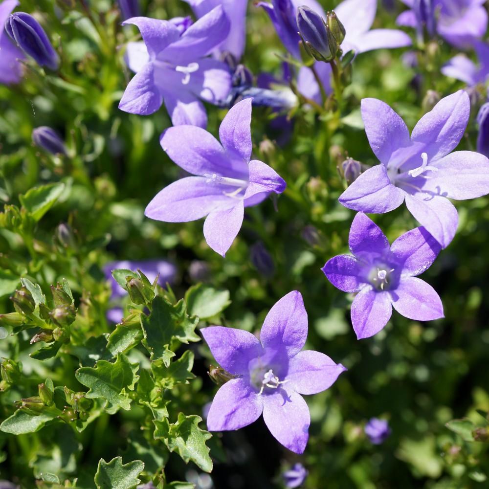 Campanula Muralis (Trailing Bellflower)
