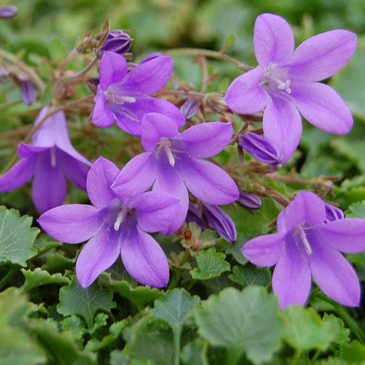 Campanula Muralis (Trailing Bellflower)