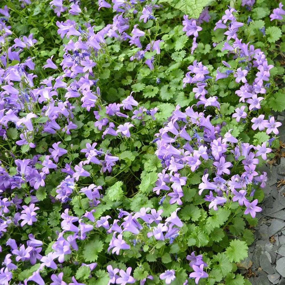 Campanula Muralis (Trailing Bellflower)