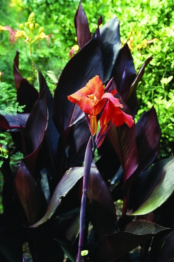 Canna orchioides (Show Off Intrigue)