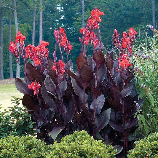 Canna Orchioides ‘Show Off® Australia’ (Show Off Australia Series Canna Lily)