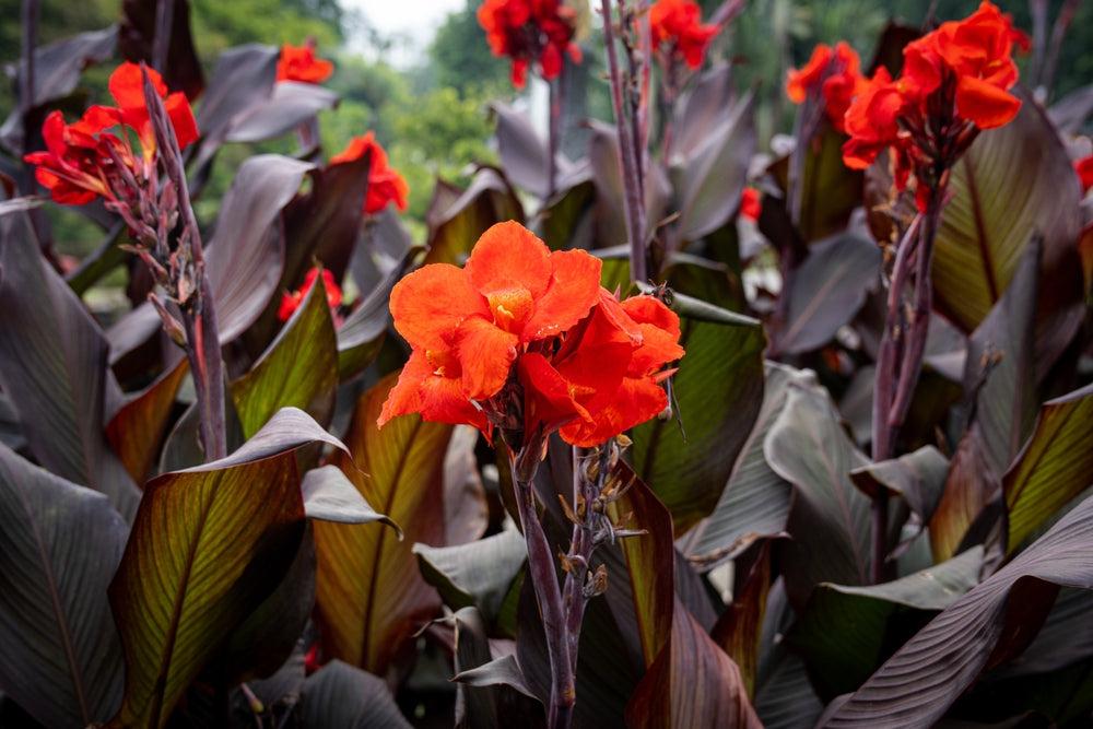 Canna Orchioides ‘Show Off® Australia’ (Show Off Australia Series Canna Lily)