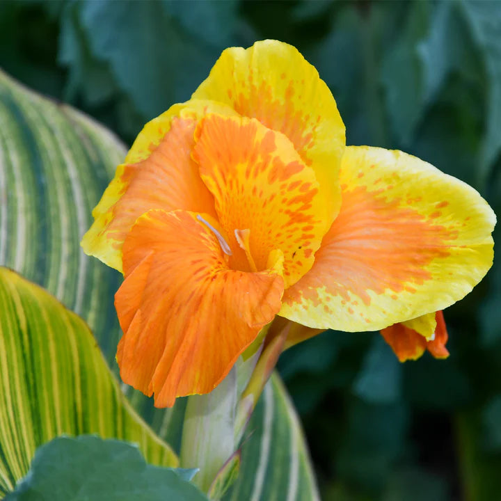 Canna SHOWOFF® ‘Pretoria’