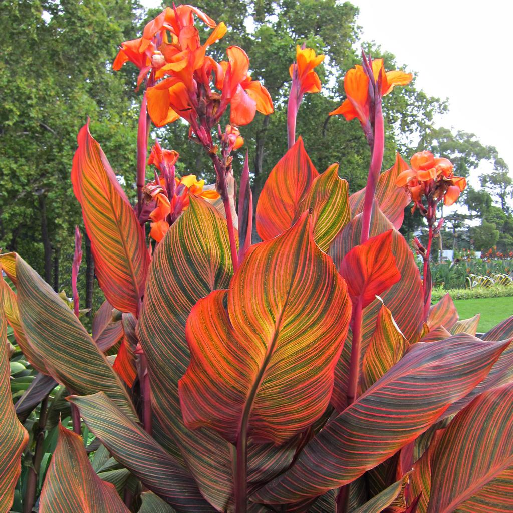 Canna ‘Durban’ (Durban Canna Lily)
