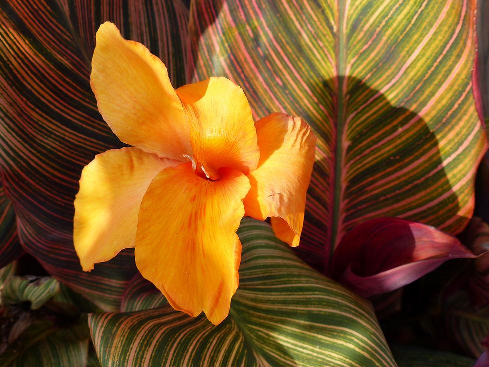 Canna ‘Durban’ (Durban Canna Lily)