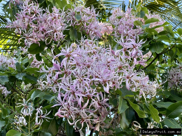 Calodendrum Capense (Cape Chestnut)