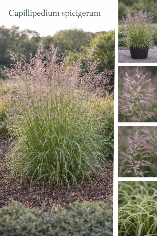 Capillipedium Spicigerum