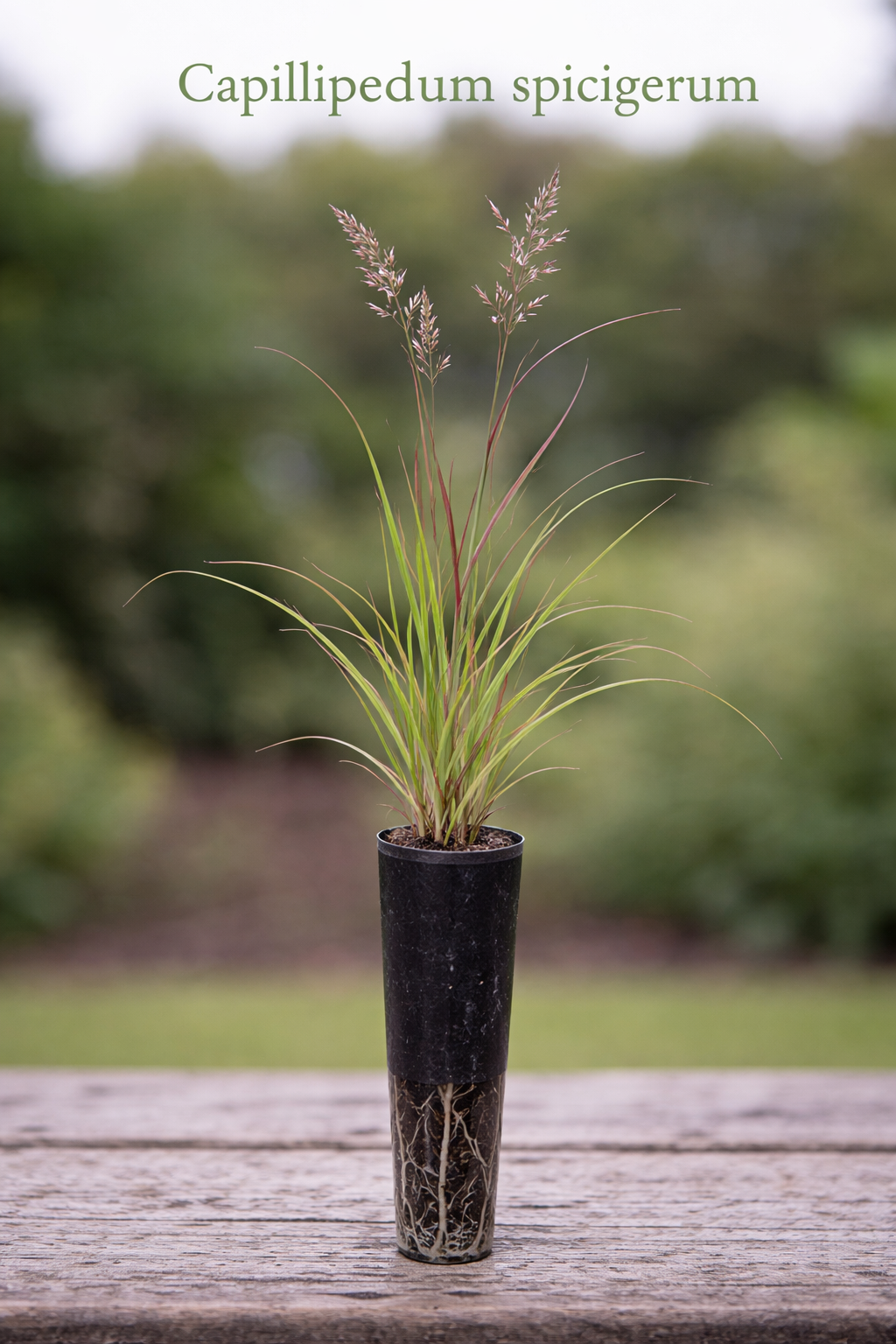 Capillipedium Spicigerum