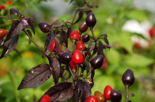 Capsicum Annuum 'Black Prince' (Black Prince Chilli)
