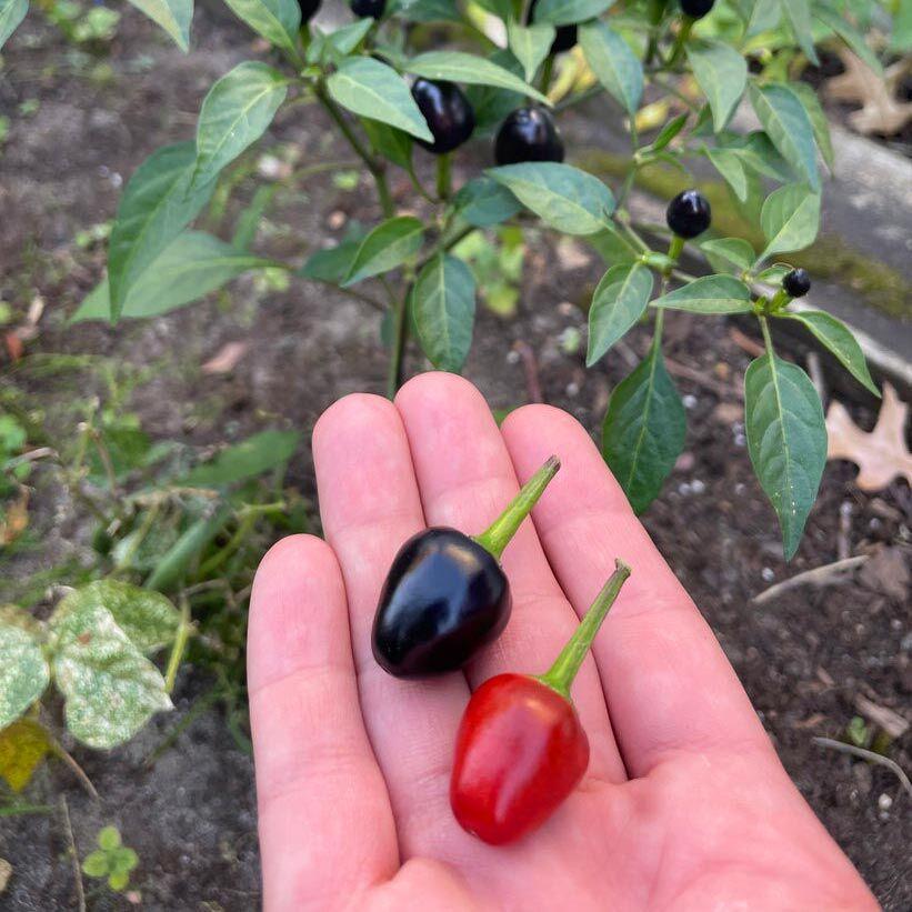 Capsicum Annuum 'Black Prince' (Black Prince Chilli)