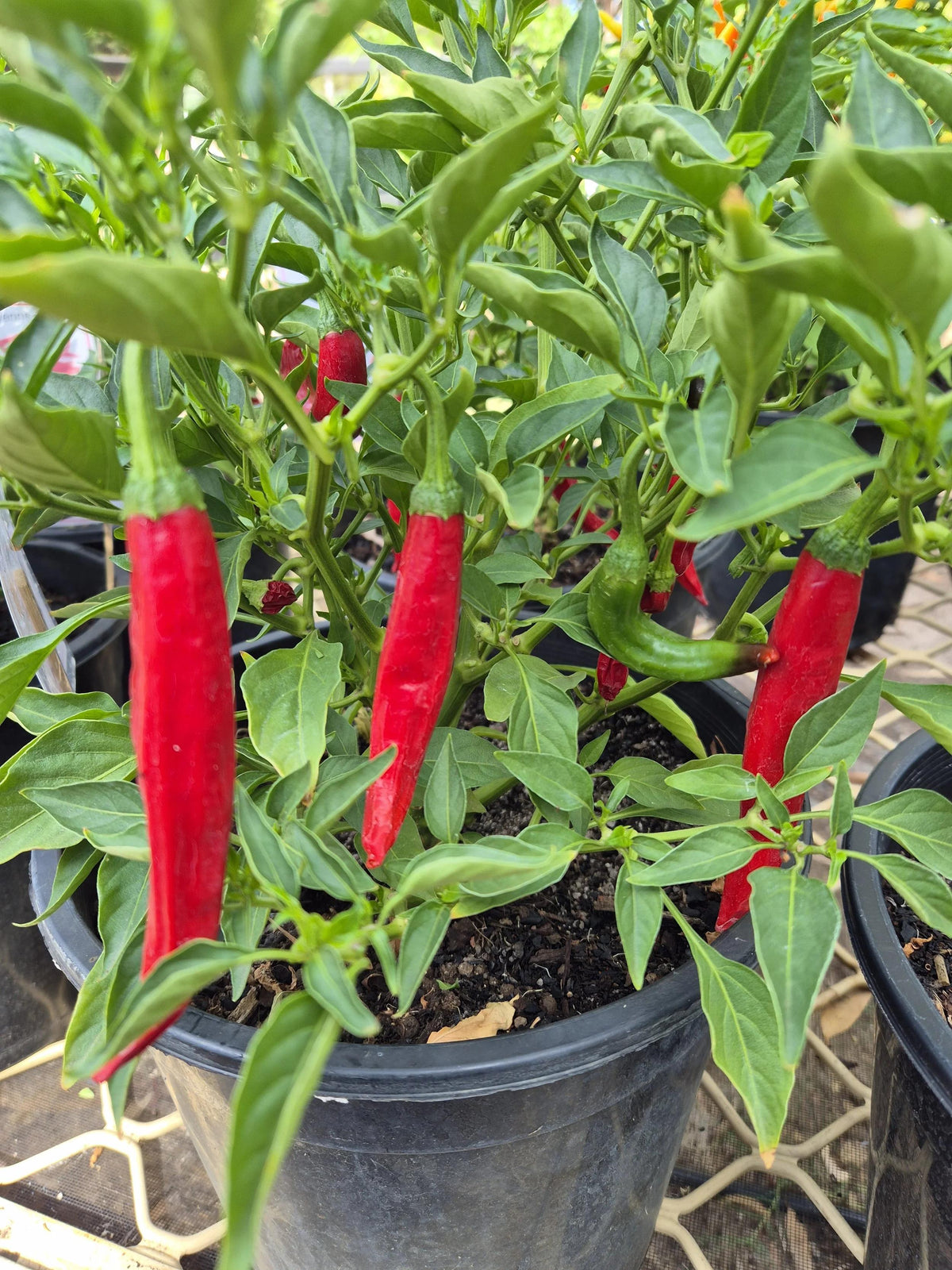 Capsicum Annuum 'Firecracker' (Firecracker Chilli)