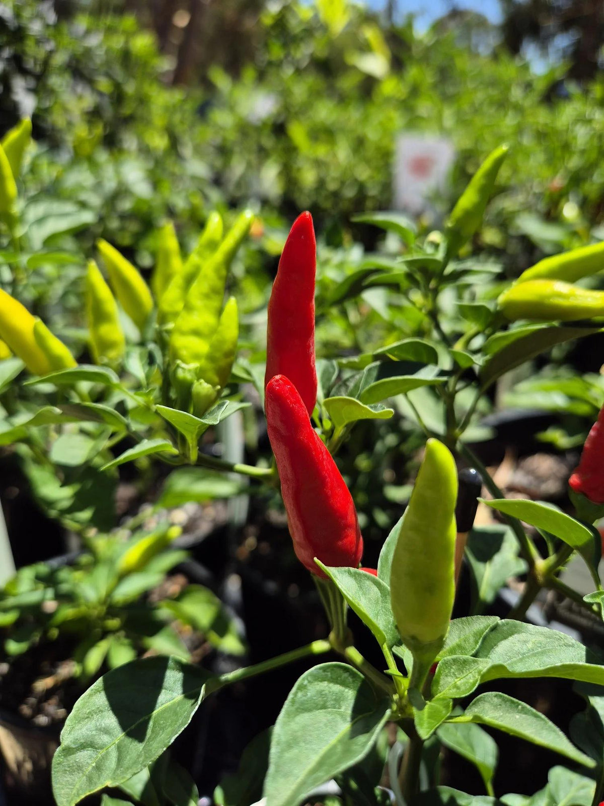 Capsicum Annuum 'Firecracker' (Firecracker Chilli)