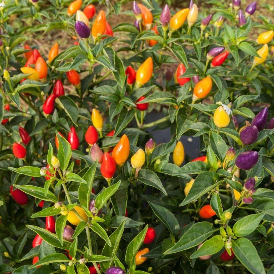 Capsicum Annuum 'Firecracker' (Firecracker Chilli)