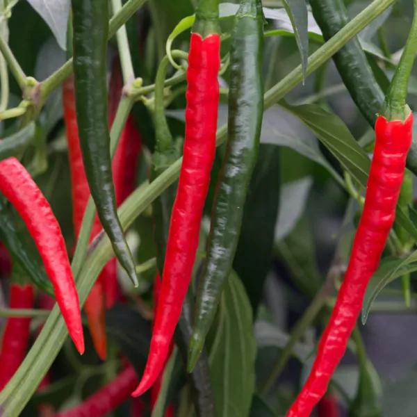 Capsicum Annuum (Mild Thai Chilli)