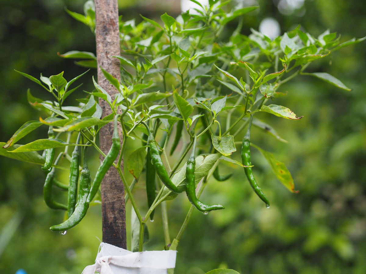 Capsicum Annuum (Mild Thai Chilli)