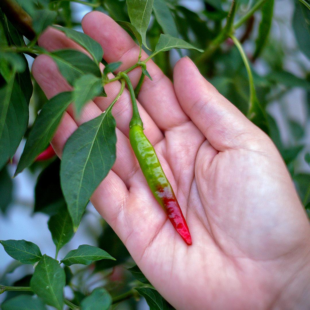 Capsicum Annuum (Mild Thai Chilli)
