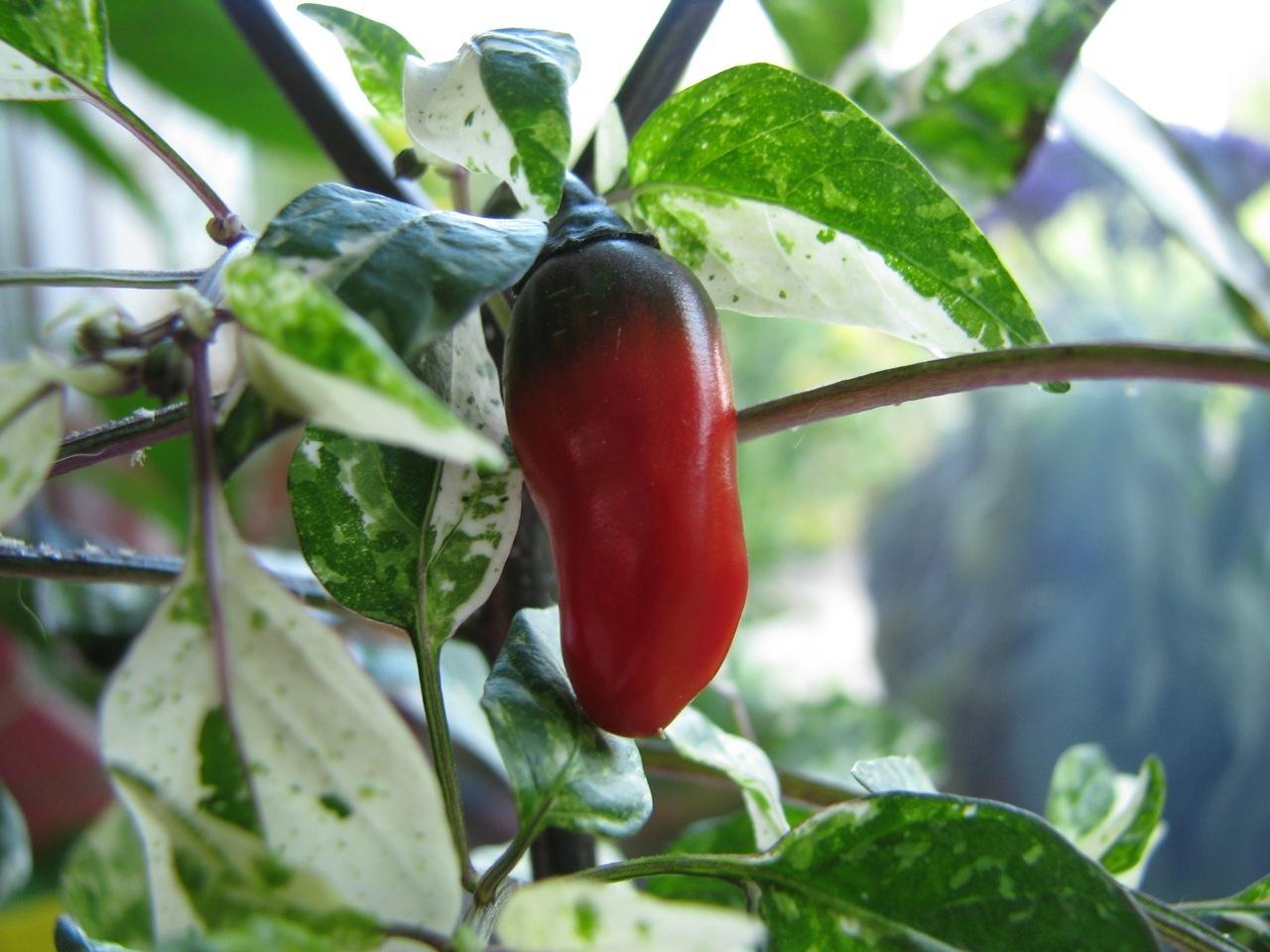 Capsicum Annuum ‘Purple Tiger’ (Purple Tiger Chilli)