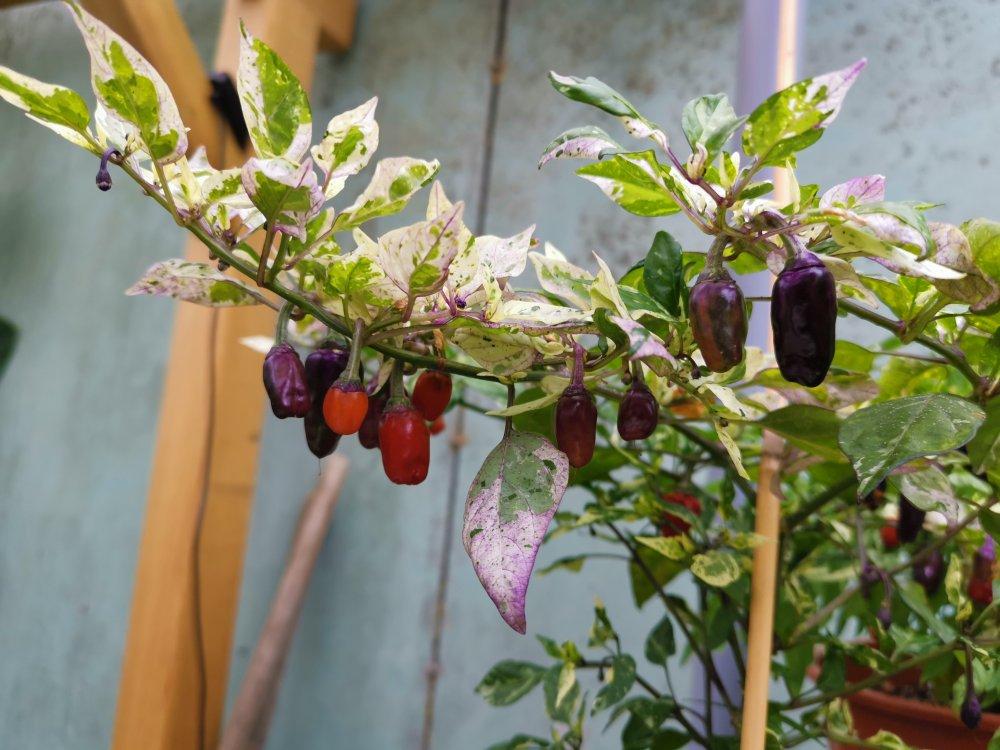 Capsicum Annuum ‘Purple Tiger’ (Purple Tiger Chilli)
