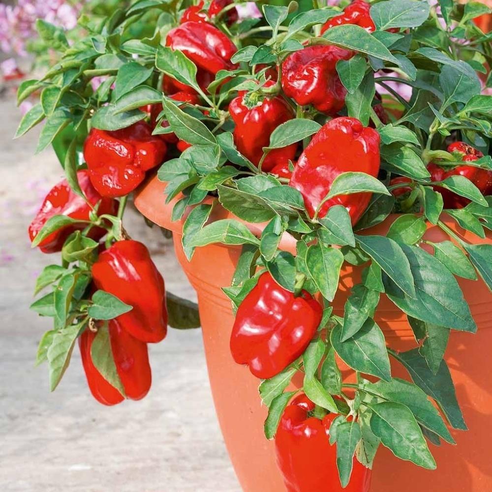 Capsicum Annuum 'Redskin' (Redskin Capsicum)