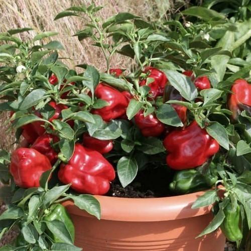 Capsicum Annuum 'Redskin' (Redskin Capsicum)