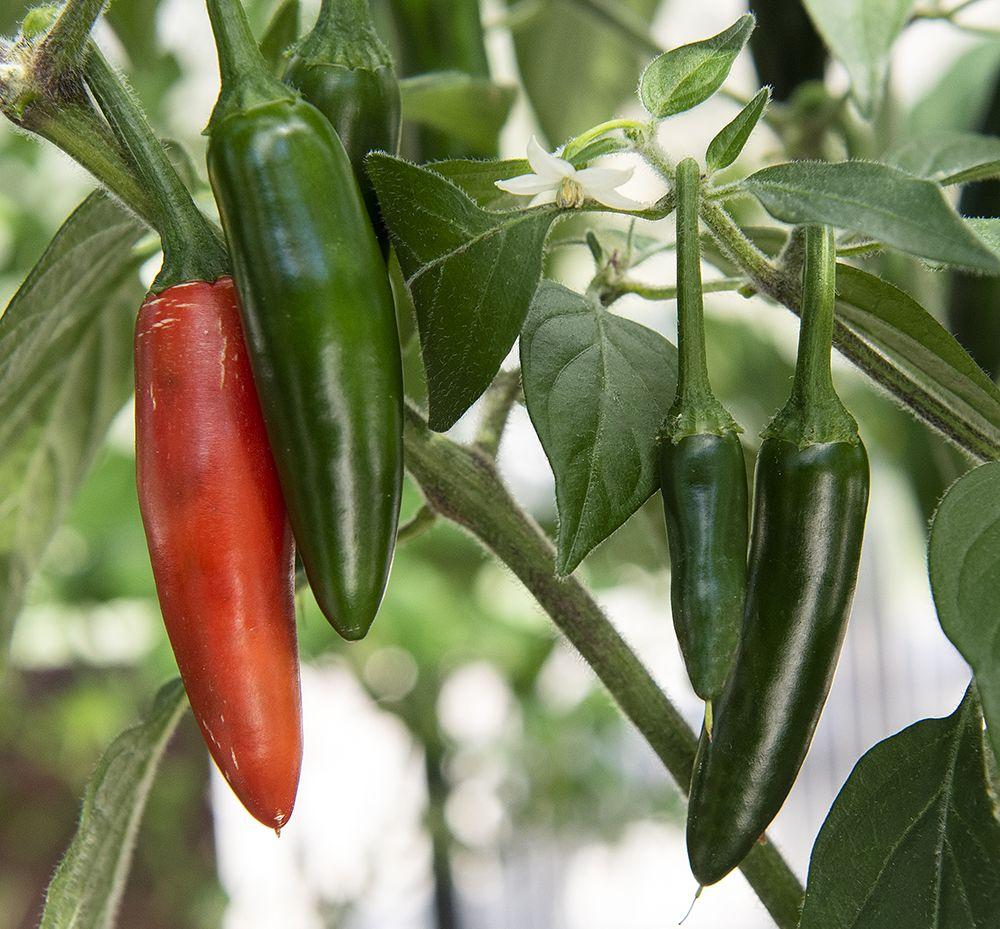 Capsicum Annuum ‘Serrano’ (Serrano Chilli)