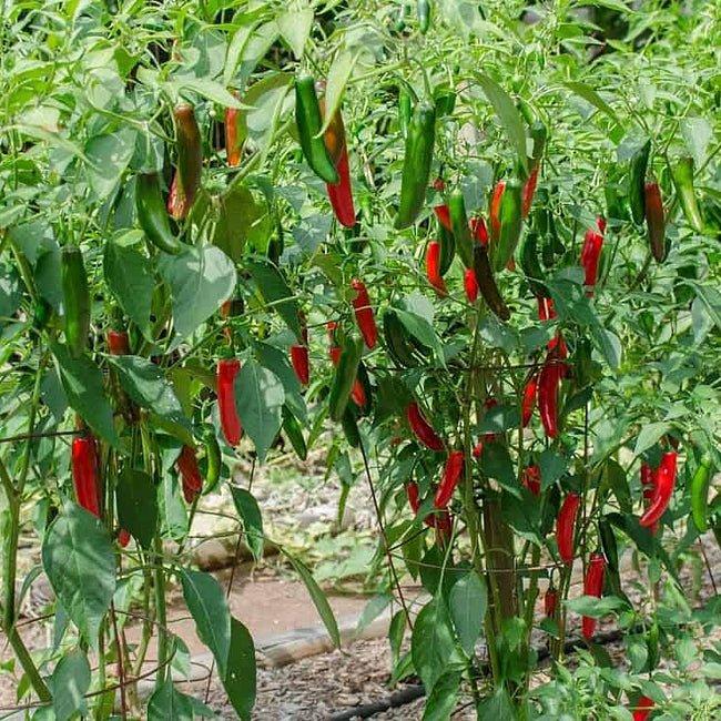 Capsicum Annuum ‘Serrano’ (Serrano Chilli)