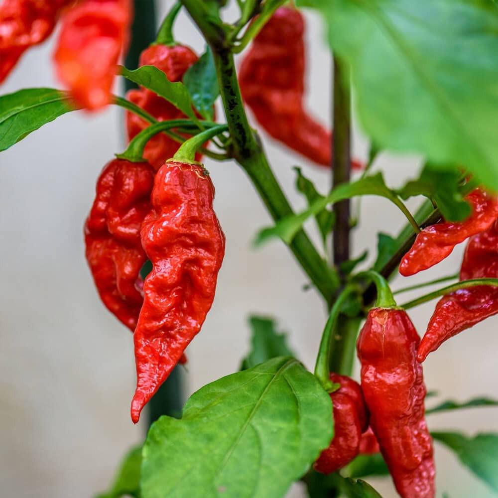 Capsicum Chinense 'Bhut Jolokia' (Red Jolokia Chilli)