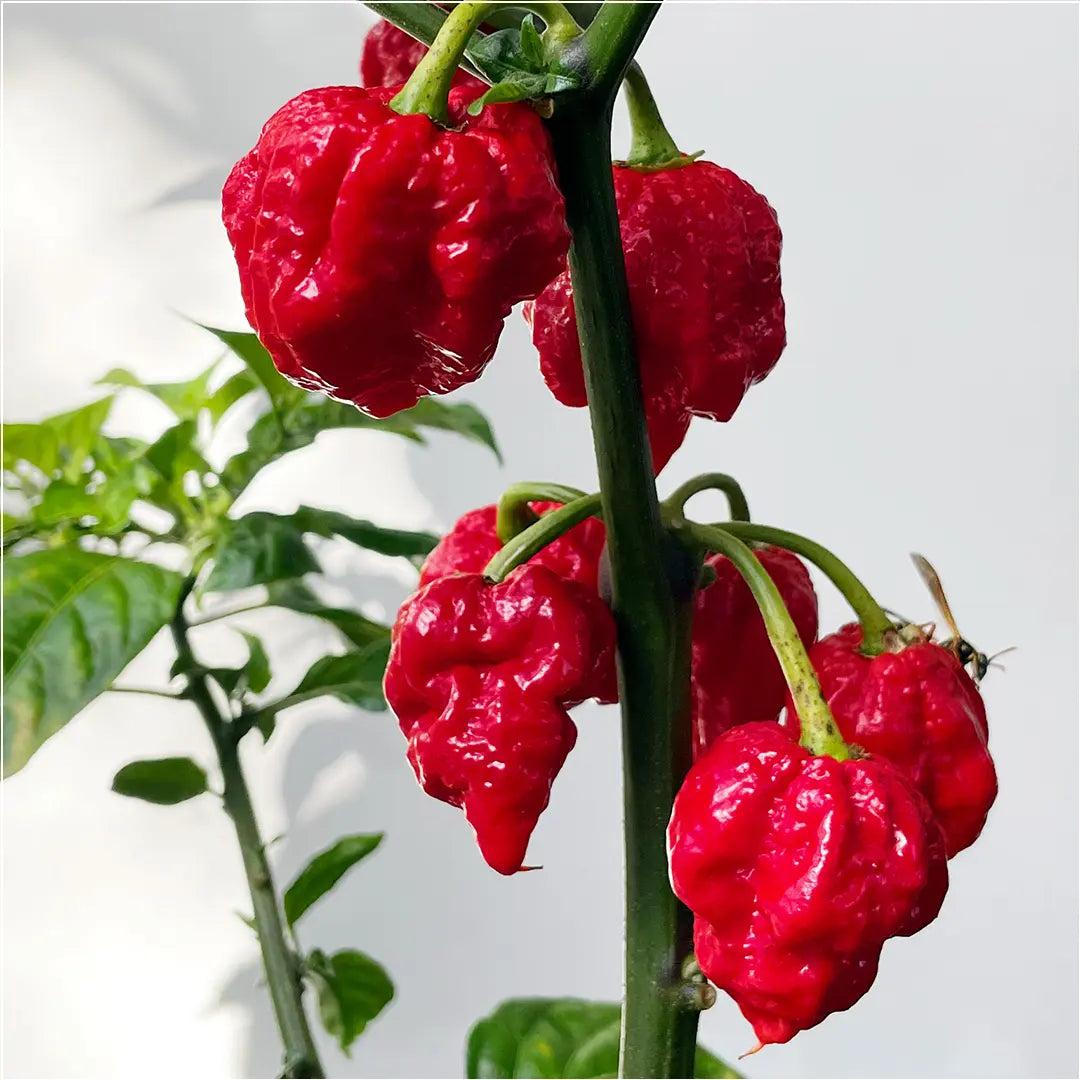 Capsicum Chinense 'Brain Killer' (Brain Killer Chilli)