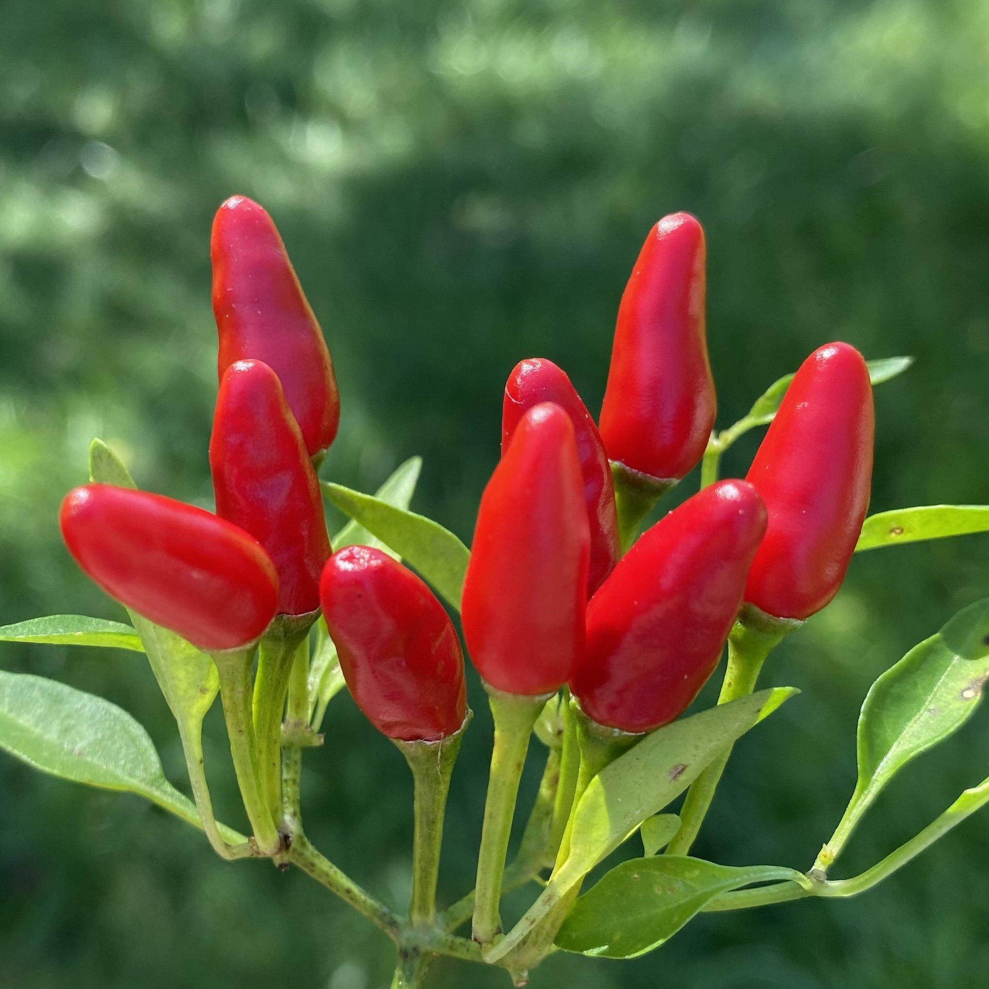 Capsicum Frutescens ‘Zimbabwe Bird’ (Zimbabwe Bird Chilli)